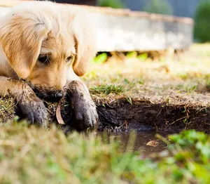 puppy 5b cropped