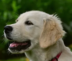 puppy 2a, cropped