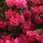 Azalea-Flowers-Pink
