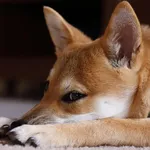 puppy, jewel 2, cropped