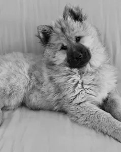 puppy 5c cropped