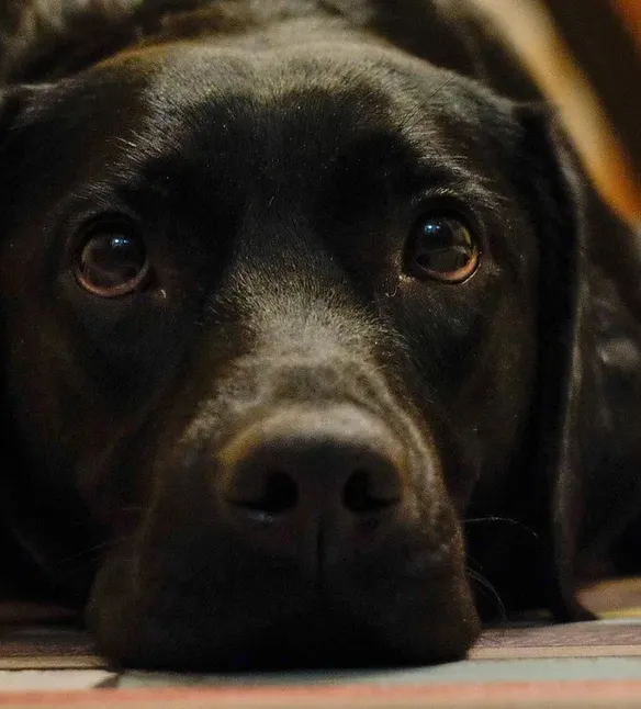 pedigree of amore's sweet dreams, cropped