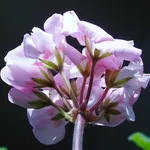 cyclamen