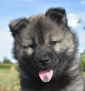 puppy 1c, cropped