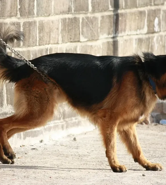 pedigree of amores dr macdreamy, cropped