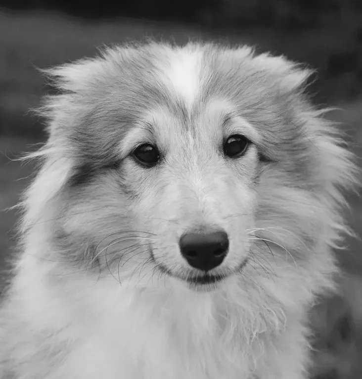 puppy 2, apr 27, cropped