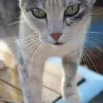 Gracie, closeup