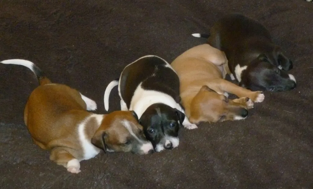 May 9, 4 puppies sleeping, cropped