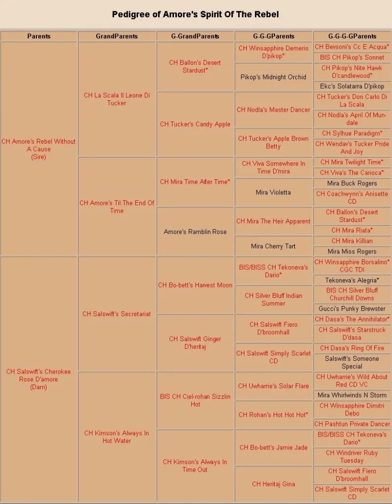 Pedigree of Amore's Spirit Of The Rebel cropped