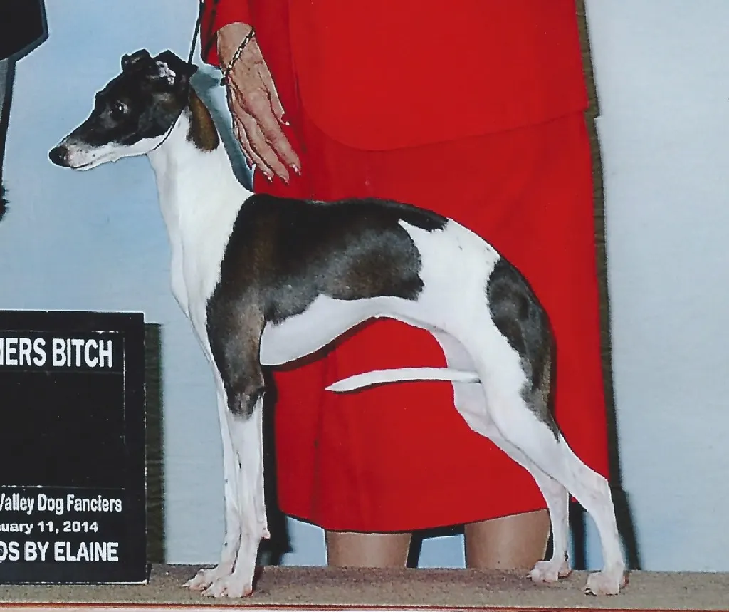 CH Amore` and Salswift's Collaboration