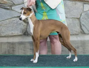 Amore and Chaulait's She's A Rebel At Heart 1 cropped