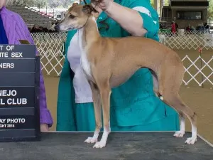 Amore` and Chaulait's Spirit Of The Rebel