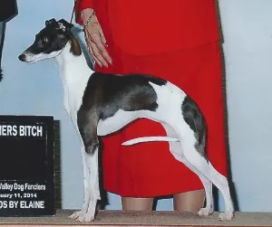 GCH Amore and Salswift's Collaboratiom