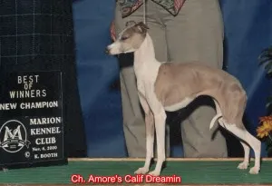 CH Amore's Calif Dreamin'