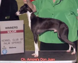 CH Amore's Don Juan
