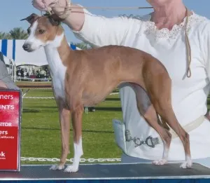 GCH Chaulait's She's A Rebel At Heart