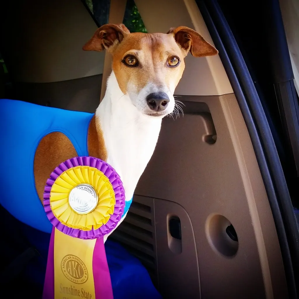 Sonny win AKC lure coursing major