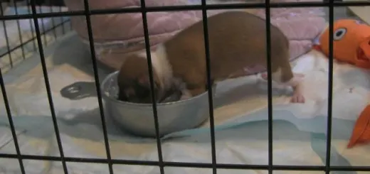 boxer eating cottage cheese