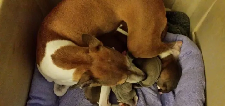 gracie with her puppies