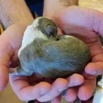 Puppy 1
