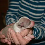 puppy 1a