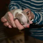 puppy 1b