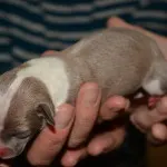 puppy 1d