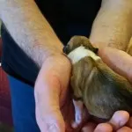 Puppy 2