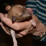 puppy 2a