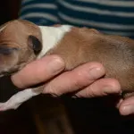 puppy 2c