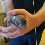 Puppy 3