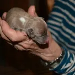 puppy 3a