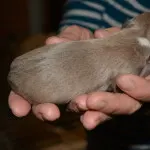 puppy 3b