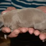 puppy 3c