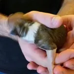 Puppy 4
