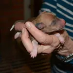 puppy 4a