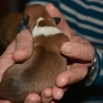 puppy 4b