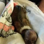 Puppy 5