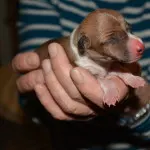 puppy 5a