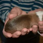 puppy 5b