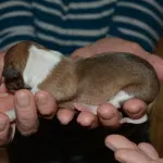 puppy 5c